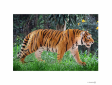 Schleich Wild Life Tiger