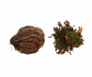 Lucky Reptile  Rose of Jericho  50 g