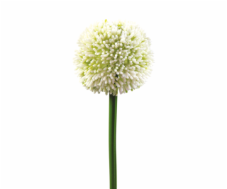 Allium krémová, 55 cm