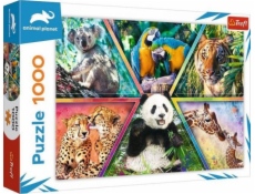 Trefl Puzzle 1 000 dílků Animal Kingdom Animal Planet