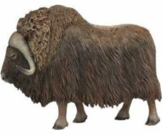 Figurka Collecta ARCTIC MUSK OX