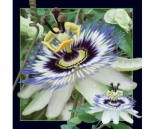 3D magnet Passiflora se vyplatí ponechat