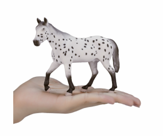 Mojo Appaloosa hřebec