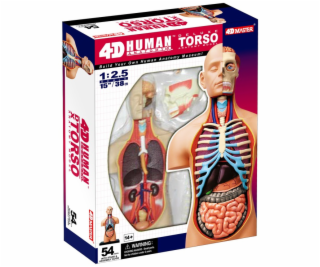 4D Master - Anatomie člověka - Deluxe Torzo Model 38 cm