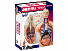 4D Master - Anatomie člověka - Deluxe Torzo Model 38 cm