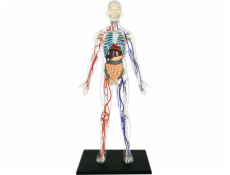 4D Master - Anatomie člověka - Transparentní tělo 33 cm