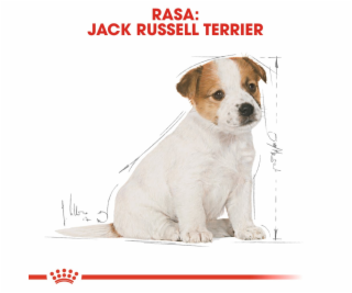 Royal Canin SHN Breed Jack Russell Junior - Suché krmivo ...