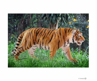 Schleich Wild Life Tiger