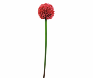 Allium červená, 55 cm