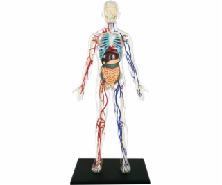 4D Master - Anatomie člověka - Transparentní tělo 33 cm