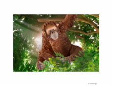 Schleich 14775 divoké zvieratko opica orangutan samica