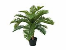 Cycas palma, 70 cm