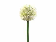 Allium krémová, 55 cm