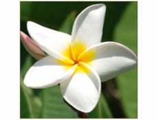 DA VINCI Karnet Kwiat Plumeria DaVinci 16x16 cm + koperta (B2W 202 001)