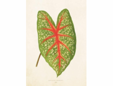 Skona Ting Card ST281 B6 + obálka Caladium leaf