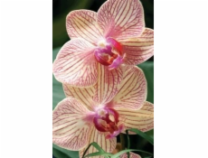 Stojí za uchovanie Mini 3D karta Orchid