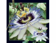 3D magnet Passiflora se vyplatí ponechat