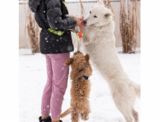 DINGO Energetický míček s rukojetí - hračka pro psa - 40 cm