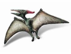 Pteranodon Museum Line